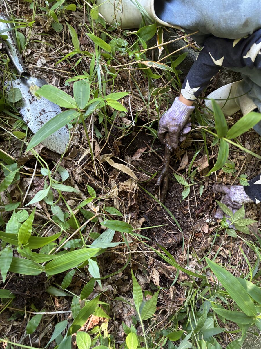 土の中にいる虫を探すpuちゃん