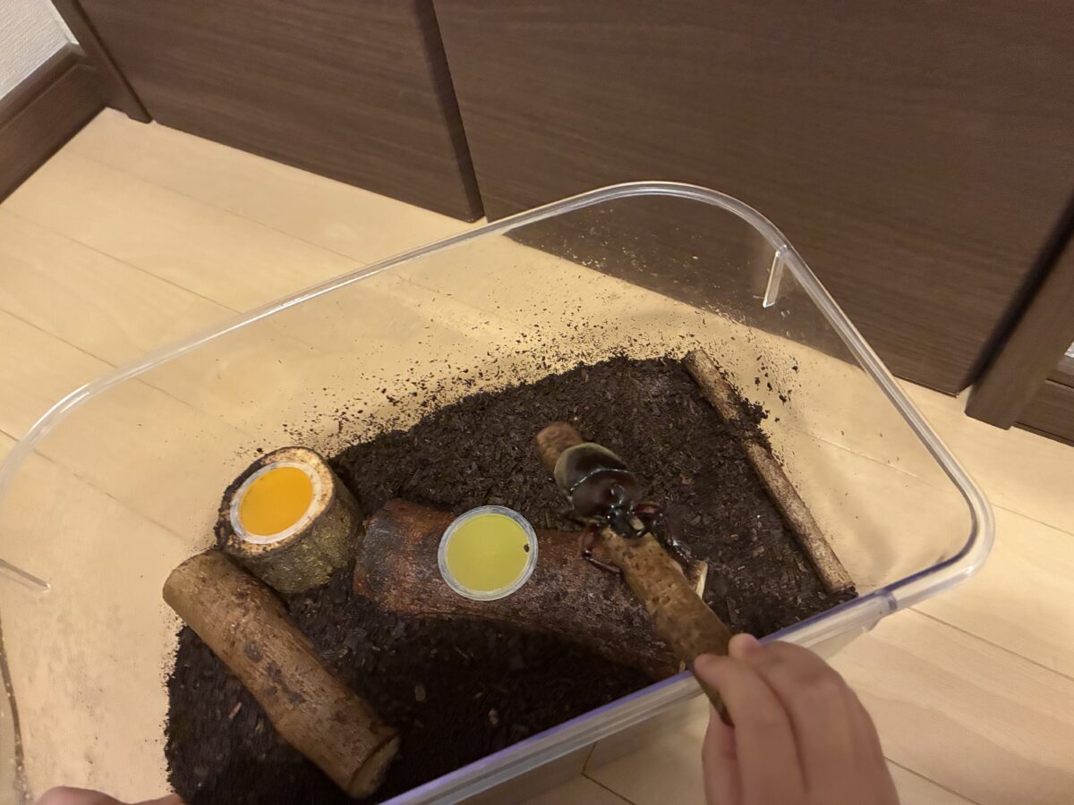カブトムシの飼育ケース全体の写真