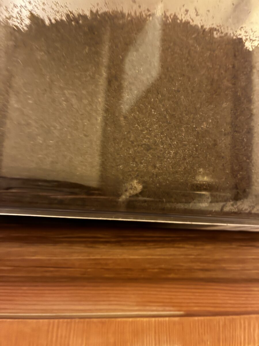 飼育ケースの側面に見えている小さなカブトムシの幼虫の写真