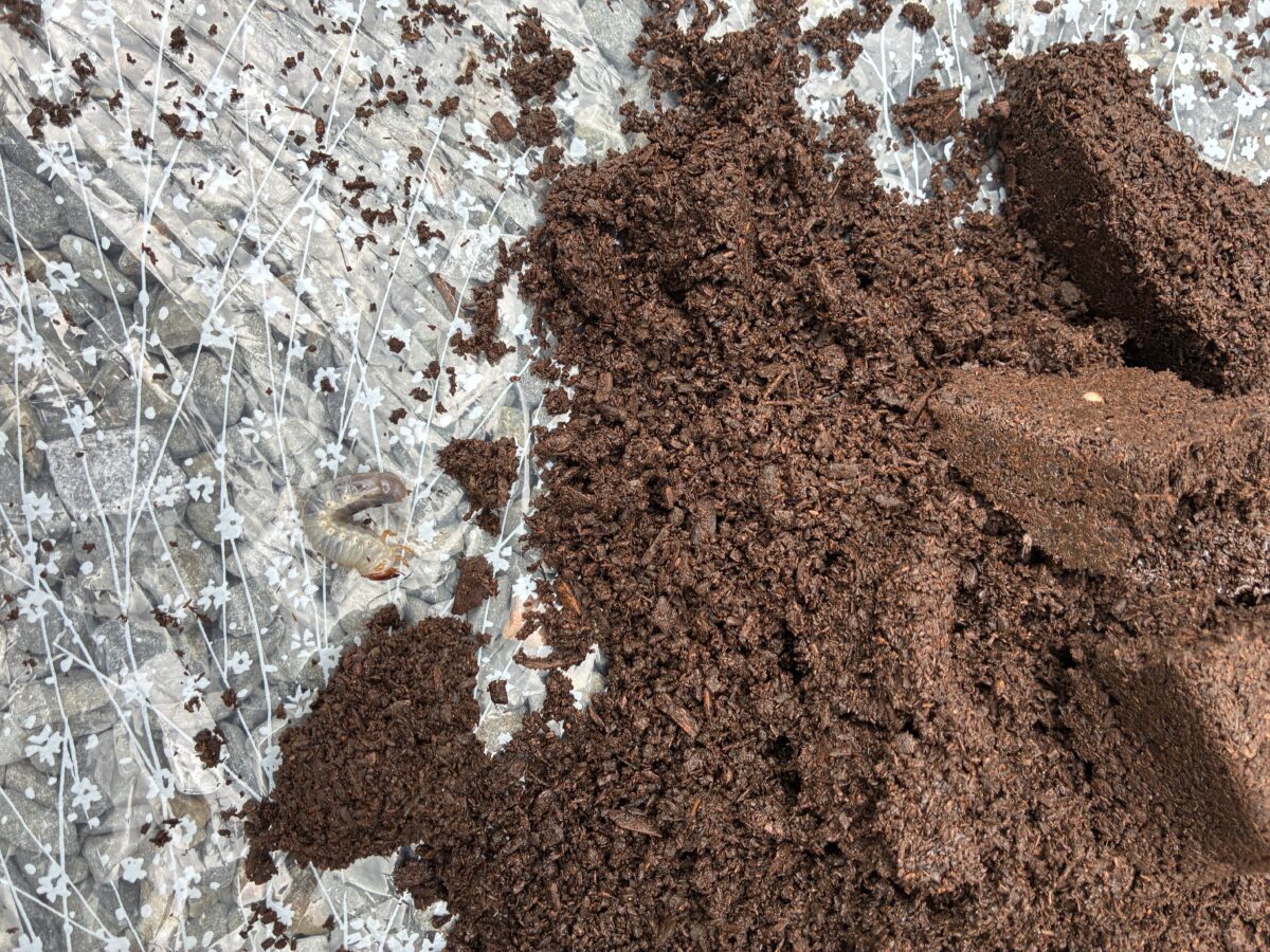 外でカブトムシのケースをひっくり返して幼虫を探しているpuちゃんの写真